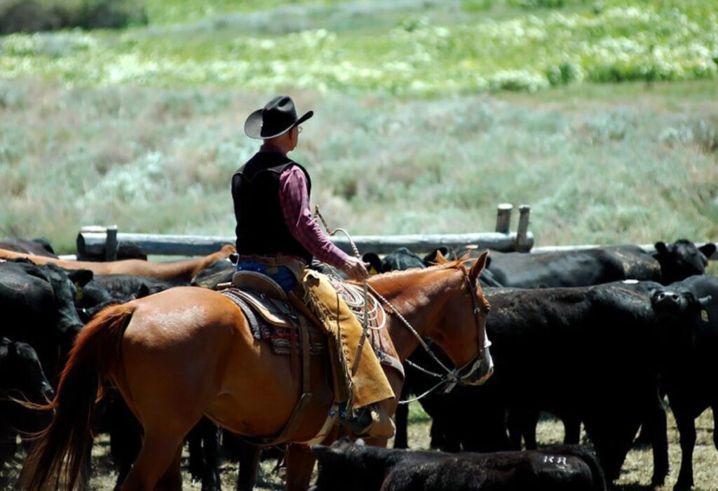 Veterinarian in Alice and Premont, TX Wilkinson Veterinary Clinic